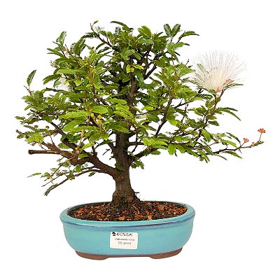 Bonsai de Calliandra Branca 5 Anos ( 30 cm )
