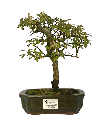 Bonsai de Piracanta Varegata 4 anos ( 25 cm)