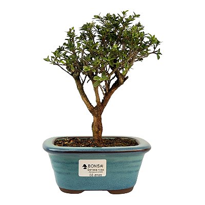 Serissa Rosa (Phoetida) 3 anos ( 25 cm) Florescendo