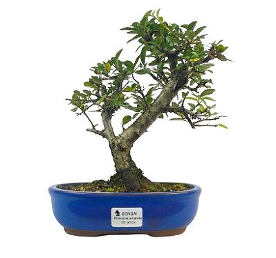 Bonsai de Piracanta Amarela 5 anos ( 25 cm)