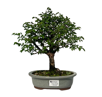 Ulmus Parvifolia Com Movimento 5 anos ( 30 cm)