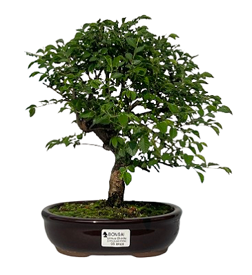 Ulmus Parvifolia Com Movimento 5 anos ( 30 cm)