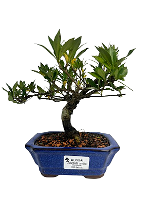 Bonsai de Jasmim Anão (Gardênia) 3 anos - 19 cm