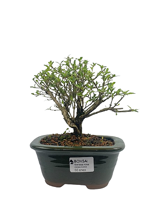 Serissa Phoetida Rosa  3 anos ( 19 cm) Florescendo