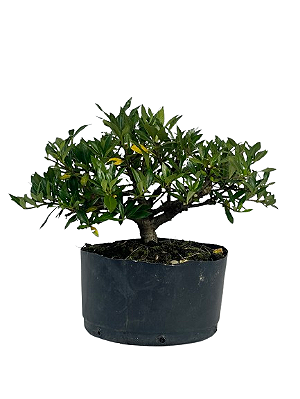 Pré Bonsai de Jasmim Anão (Gardênia) 4 anos - 36 cm
