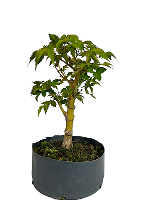 Pré Bonsai de Acer Palmatum ( Momiji ) 4 anos (30 cm)