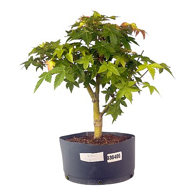 Pré Bonsai de Acer Palmatum ( Momiji ) 4 anos (34 cm)
