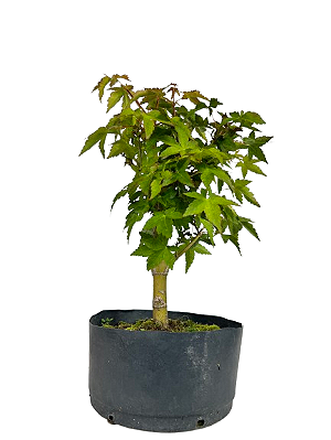 Pré Bonsai de Acer Palmatum ( Momiji ) 5 anos (40 cm)