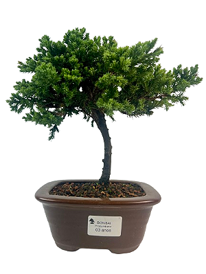 Bonsai de Junípero Procumbens 3 anos (22 cm)
