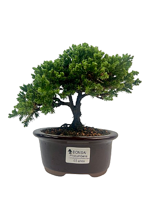 Bonsai de Junípero Procumbens 3 anos (22 cm)