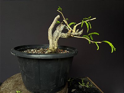 Calliandra Spinosa - yamadori