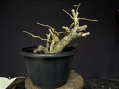 Calliandra Spinosa - yamadori