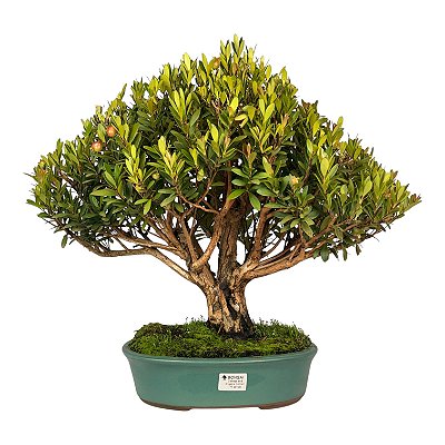 Bonsai de Cereja Anã (Cerejeira Silvestre) 14 anos (45 cm ) FRUTIFICANDO