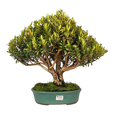 Bonsai de Cereja Anã (Cerejeira Silvestre) 14 anos (45 cm ) FRUTIFICANDO