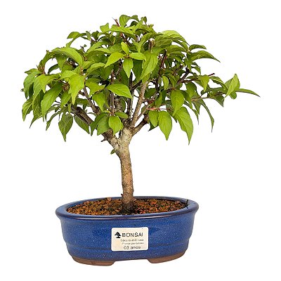 Bonsai de Sakura Anã 3 anos (24 cm) Florescendo