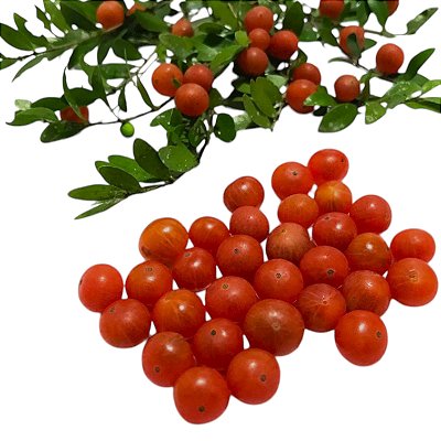 Sementes de Cambuí Vermelho (Myrciaria tenella) 12 Unidades