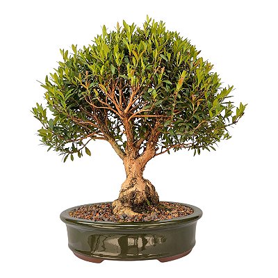 Bonsai de Cereja Anã (Cerejeira Silvestre) 18 anos (53 cm ) FRUTIFICANDO