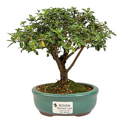 Serissa Rosa (Phoetida) 2 anos ( 19 cm) Florescendo