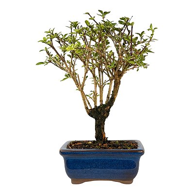 Serissa Rosa (Phoetida) 2 anos ( 19 cm) Florescendo