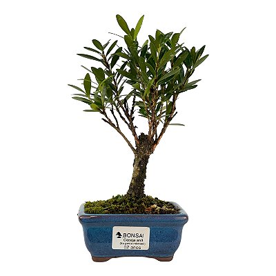 Bonsai de Cereja Anã (silvestre) 2 anos (20 cm )