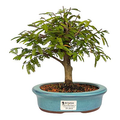 Bonsai de Calliandra Branca 4 Anos ( 19 cm )