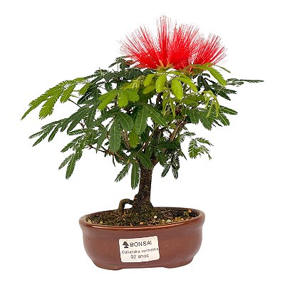 Bonsai de Calliandra Vermelha 2 Anos (20 cm)