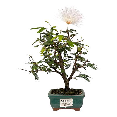 Bonsai de Calliandra Rosa 2 Anos