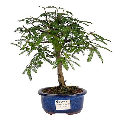 Bonsai de Calliandra branca 2 anos (21 cm)