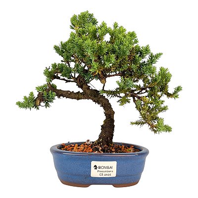 Bonsai de Junípero Procumbens 3 anos (21cm de altura em média)