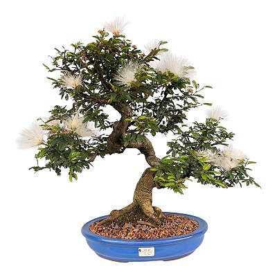 Bonsai de Calliandra Branca 25 Anos ( 51 cm ) Florescendo
