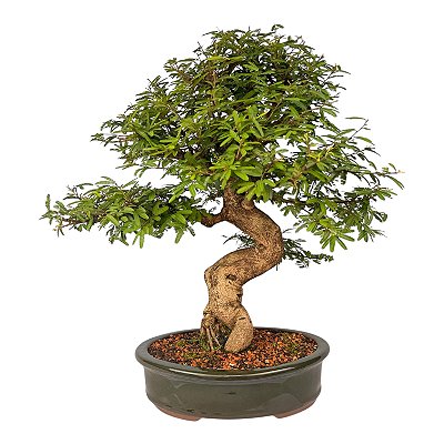 Bonsai de Calliandra Branca 25 Anos ( 60 cm ) Florescendo