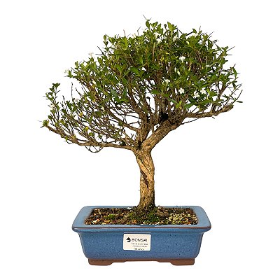 Serissa Branca (Phoetida) 6 anos ( 29 cm) Florescendo