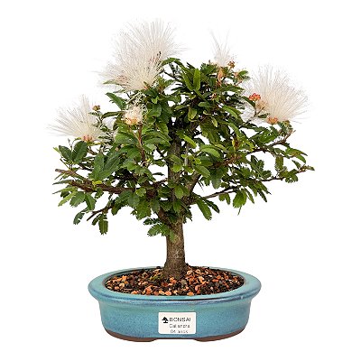 Bonsai de Calliandra Branca 4 Anos ( 19 cm ) FLORESCENDO