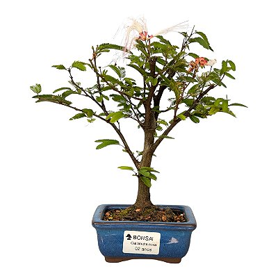 Bonsai de Calliandra branca 2 anos (20 cm)