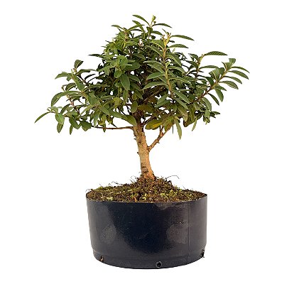 Pré Bonsai de Mini Goiaba (silvestre) 4 anos