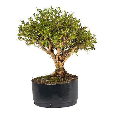 Pré Bonsai de Serissa Chinesa 6 anos