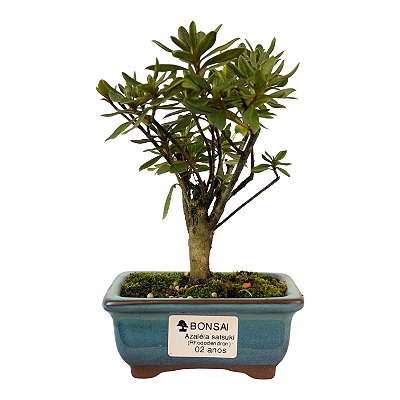 Bonsai de Mini Azaléia - Satsuki - Florescendo 2 anos