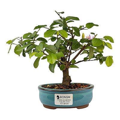 Bonsai de Flor de Lótus (Grewia Occidentalis) 2 anos