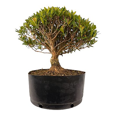 Pré Bonsai de Cereja Anã (Cereja Silvestre) 6 anos