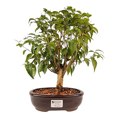 Bonsai de Pitanga Produzindo 5 anos