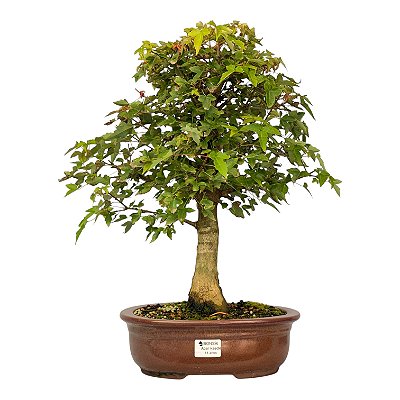 Bonsai de Acer Kaede 14 anos 47 cm - Espécie Japonesa