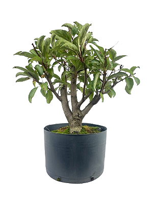 Pré Bonsai de Macieira Anã (Malus Everest) 5 anos - 45 cm - Frutificando