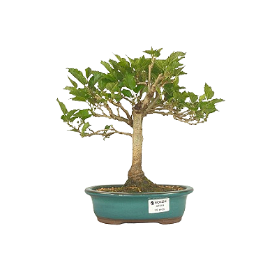 Bonsai (muda) de Amoreira 5 anos (40 cm) Frutificando