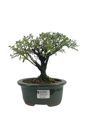 Serissa (Phoetida) 3 anos (21cm) Florescendo