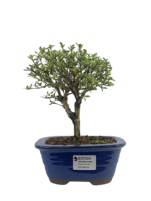 Serissa (Phoetida) 3 anos (21cm) Florescendo