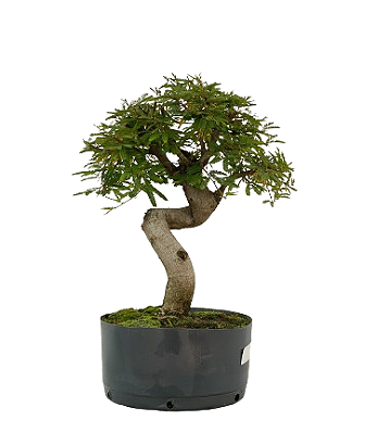 Pré Bonsai de Calliandra 6 Anos (45 cm) com Movimento