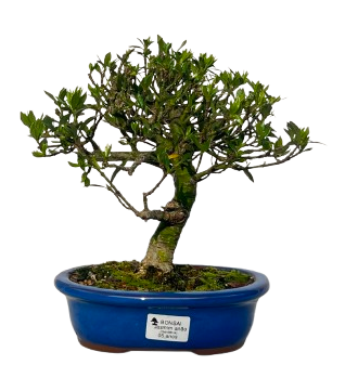 Bonsai de Jasmim Anão (Gardênia) 5 anos - 30 cm