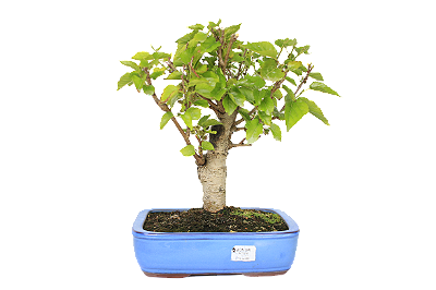 Bonsai de Amoreira 14 anos (35 cm) Frutificando