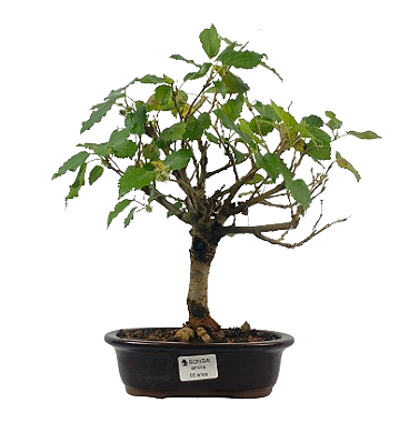 Bonsai de Amoreira 5 anos (35 cm) Frutificando