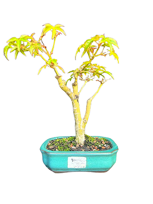 Bonsai de Acer Palmatum 4 Anos ( 29 cm)
